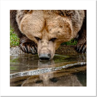 Bear reflections Posters and Art